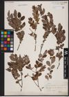 Foto von Salix aurita L. x Salix myrtilloides L.
